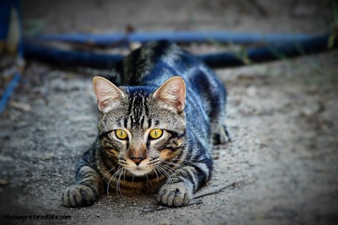 A Cat Stalking Camera - My Busy Retired Life